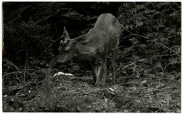 Deer on campus