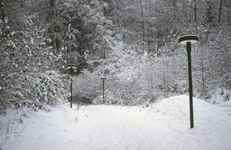 Pathway in snow
